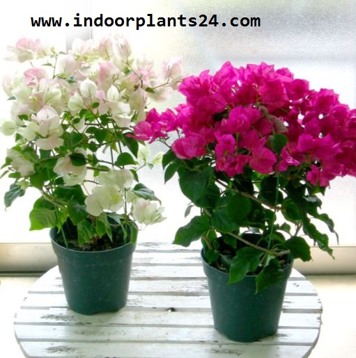 Polygala Colour Me Mauve Steemit