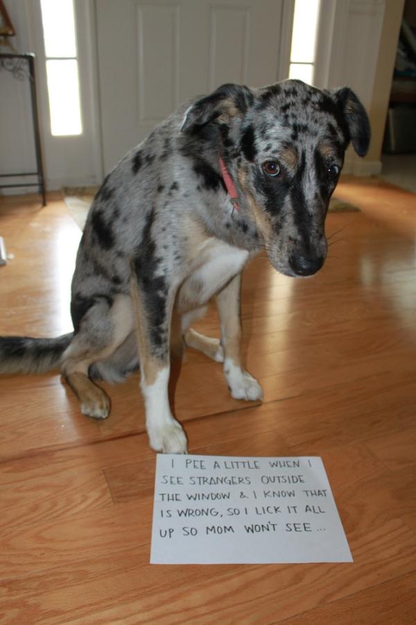 Sharing Funny dog shaming (30 pics) Love I Love Funny Animal Sweet