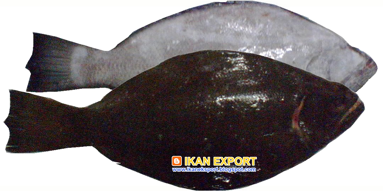 Ikan Eksport: 2016
