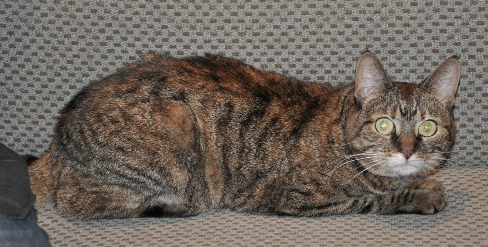 Can Old Cats Have Seizures Can Old Cats Have Seizures