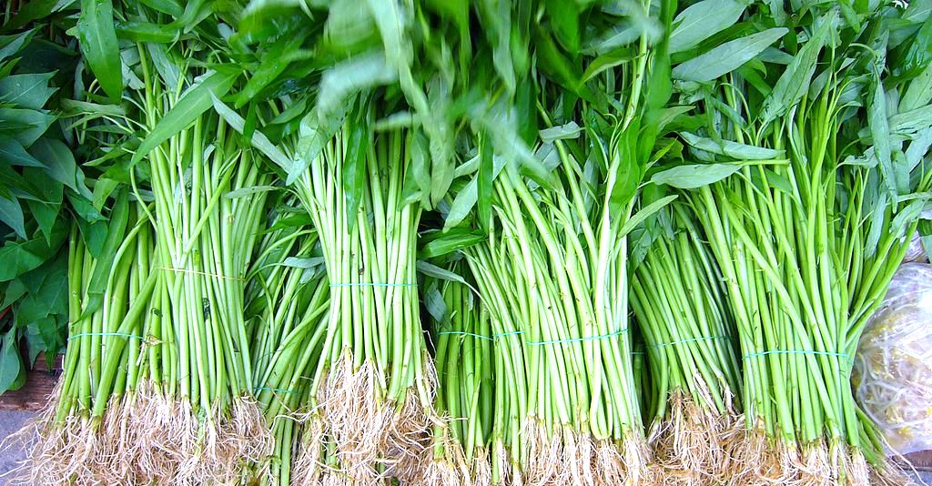 Manfaat Kangkung (Ipomoea aquatica Forsk) dan Efek Sampingnya Manfaat Kangkung (Ipomoea aquatica Forsk) dan Efek Sampingnya