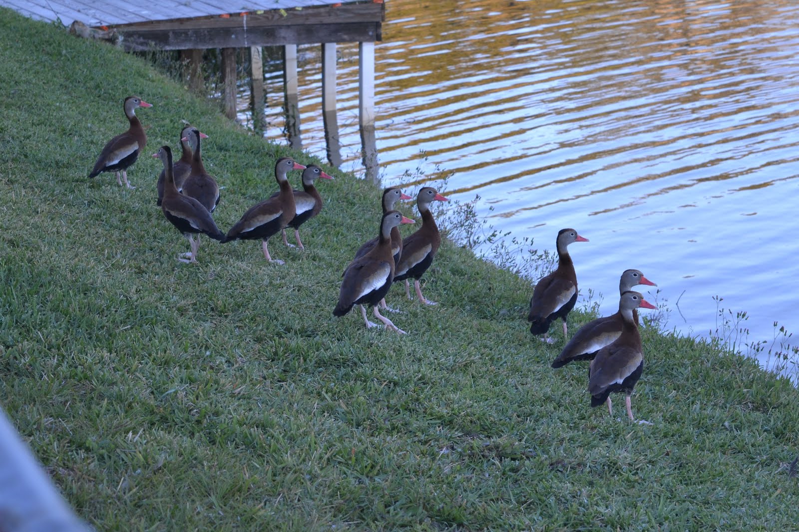 Whistling Ducks at our lake