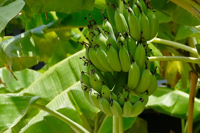 gambar pisang mentah, bergetah