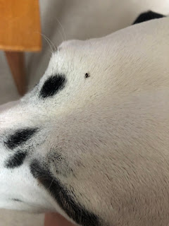 Dalmatian dog with adult tick on head