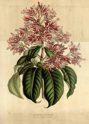 Dibujo de Fuchsia arborescens