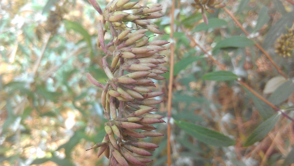 Tom'sGarden How To Collect Butterfly Bush Seed