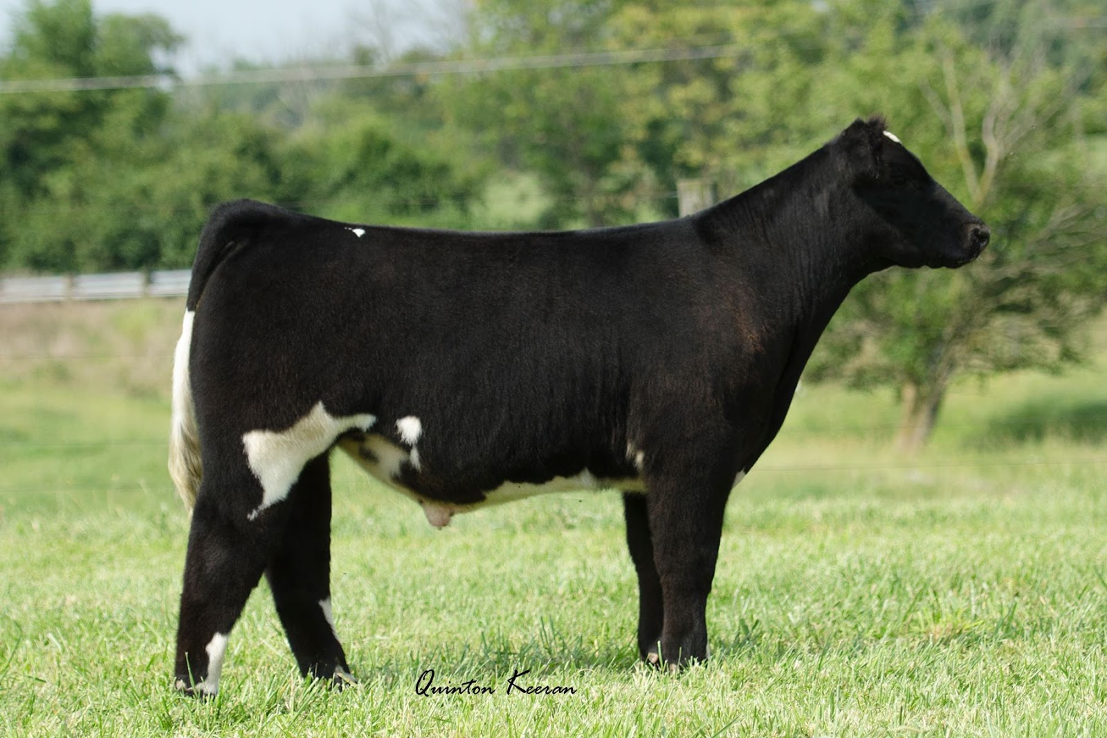 RCC Blog Durban Cattle Online Sale Tonight!