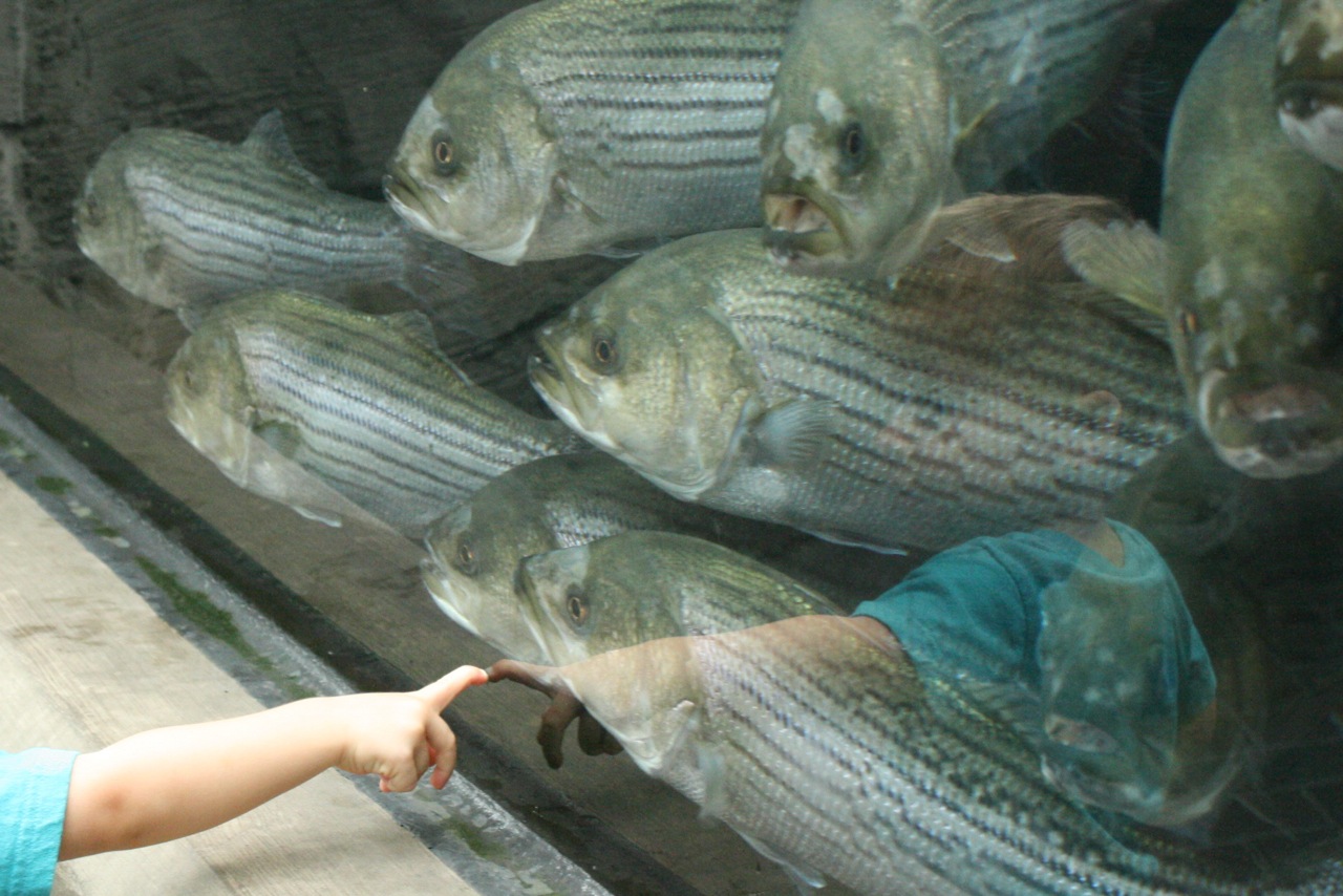 The Stir Crazy Moms' Guide to Durham North Carolina Aquarium at Fort Fisher