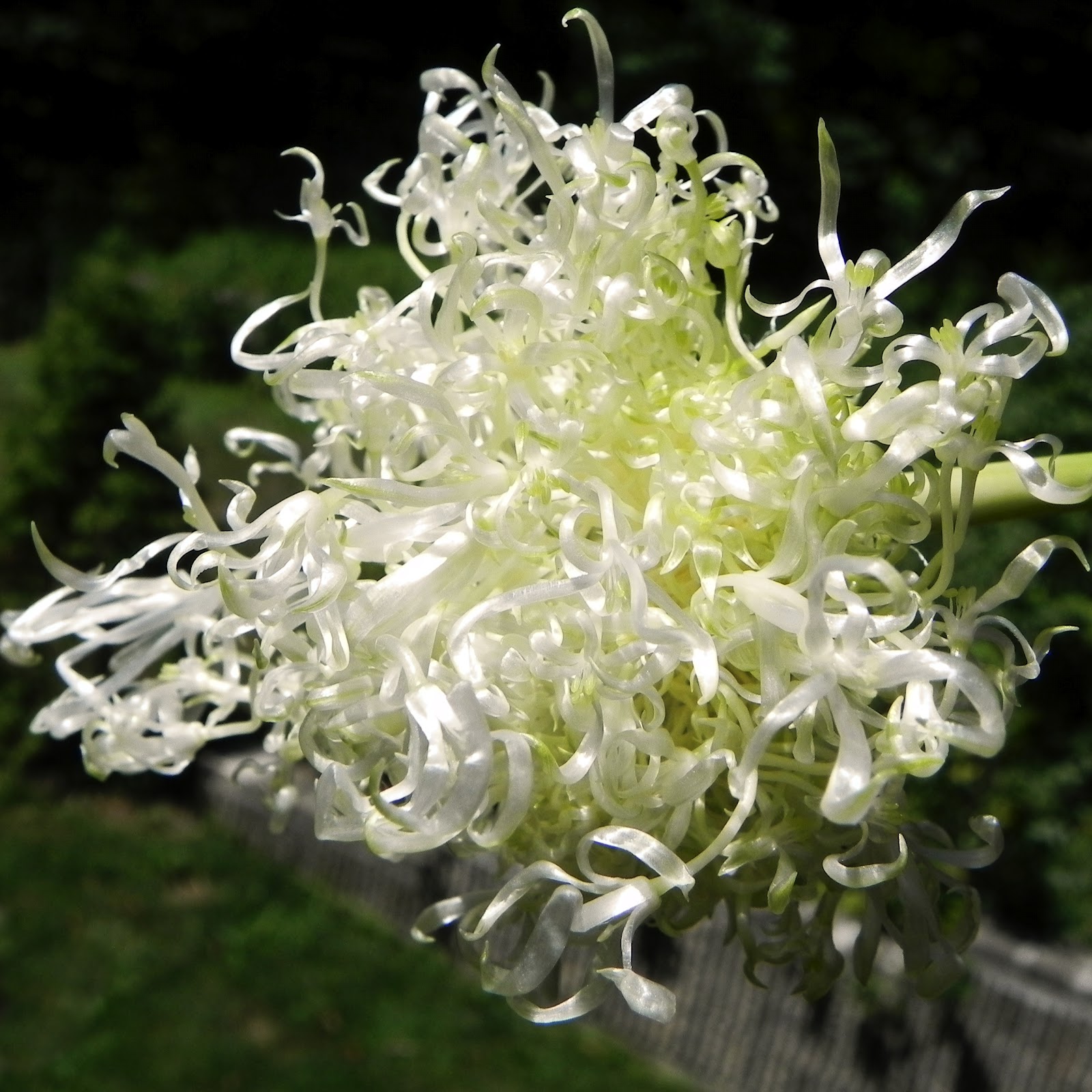 Power of the Flower In the GARDEN.....Garlic