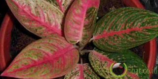 Aglaonema