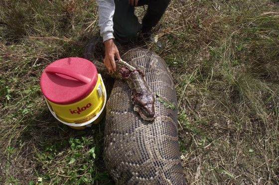 Giant python digesting a deer - Pix n Pix