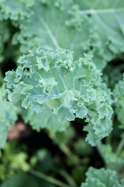 kale, late summer garden, gardening, edible gardening, Anne Butera, My Giant Strawberry