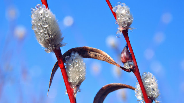 ganesh wallpapers: HD Wallpaper