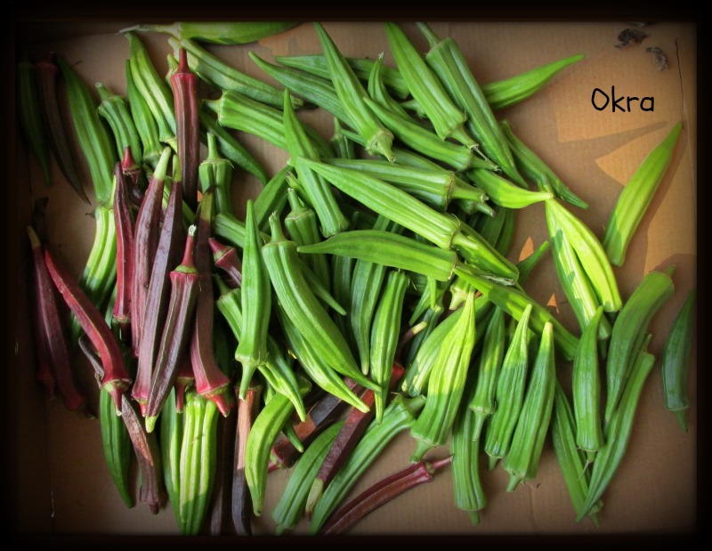 Teresa's Primitive Treasures Okra Harvest!