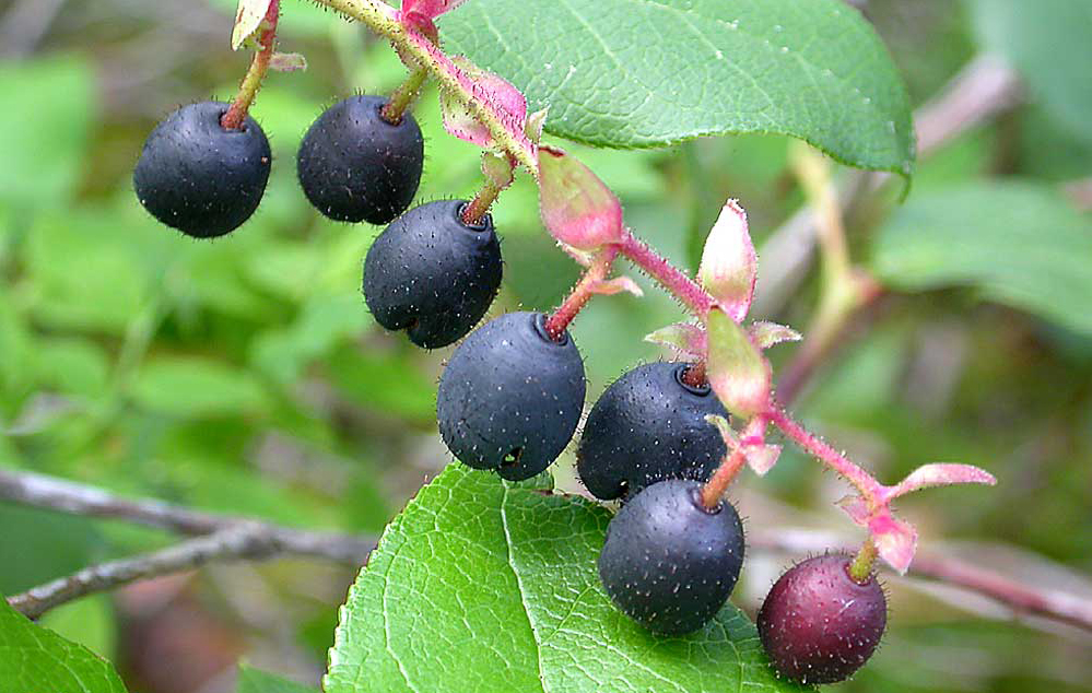 Москва ягода Москва ягода