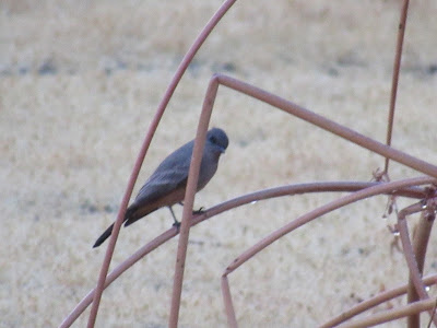 Sacramento National Wildlife Refuge