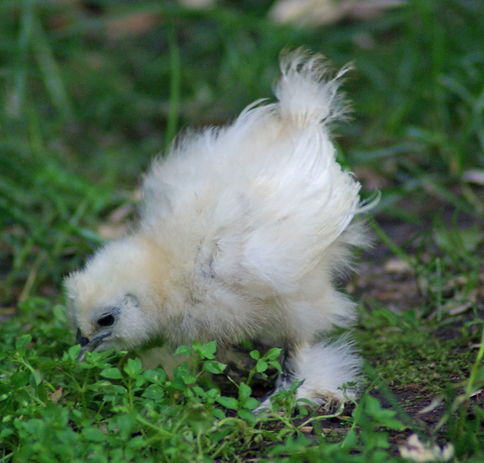 randy s chicken blog