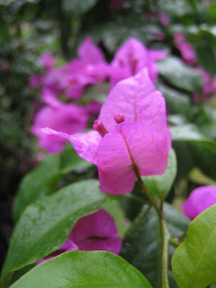 Flowers of Gunung Geulis