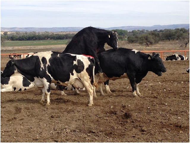 Generalidades de la Ganadería Bovina.: Detección de celos.