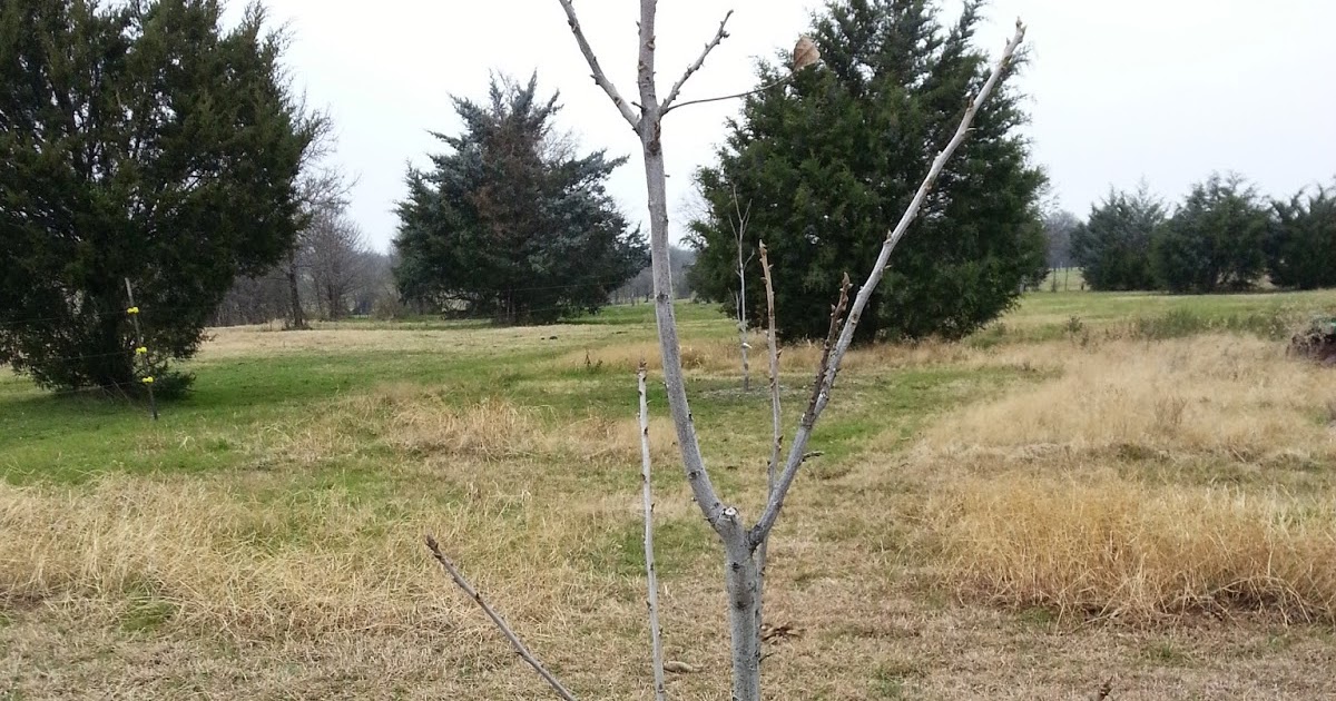 Northern Pecans: Pecan pruning answers