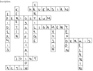 Helpwork Chapter 36 Skeletal Muscular And Integumentary Systems Crossword