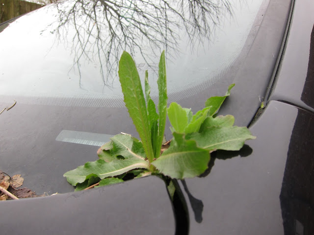 Plant growing on the windscreen of a car.