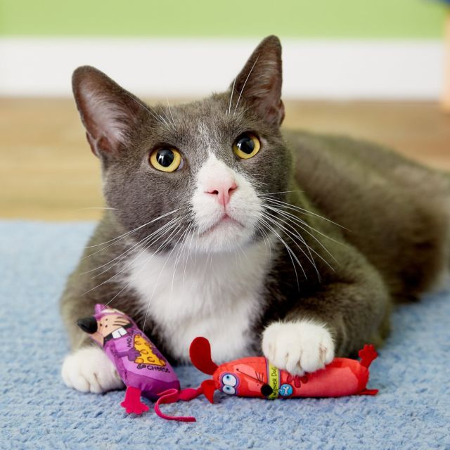 Top 10 Best Cat Toys of 2018