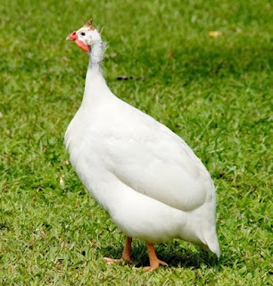 Ayam Mutiara Putih Dewasa