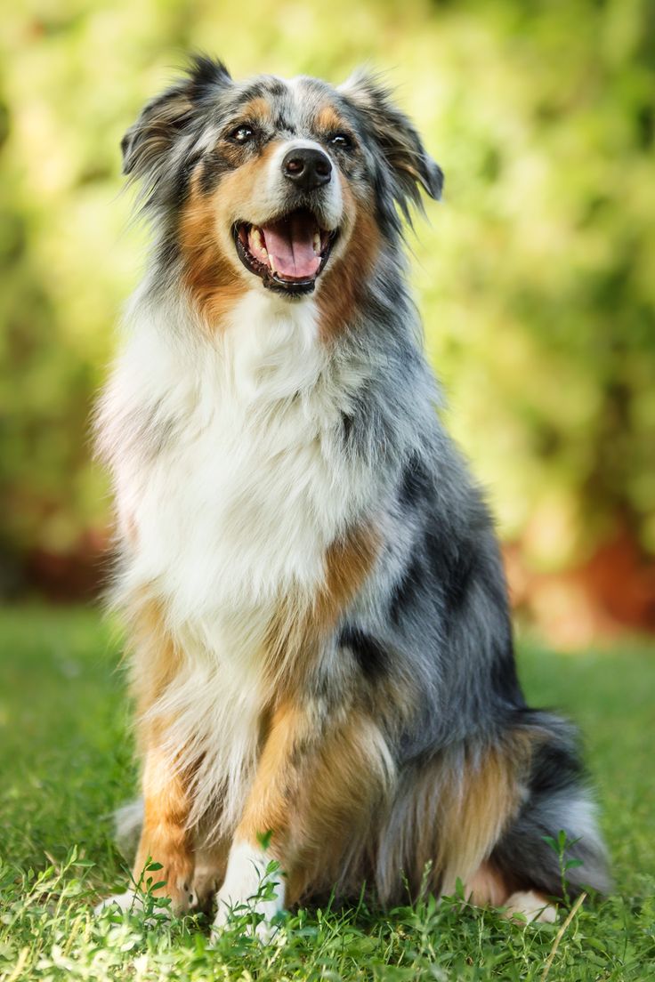 Pet's We Love 5 Dog Breeds For The Active Owner