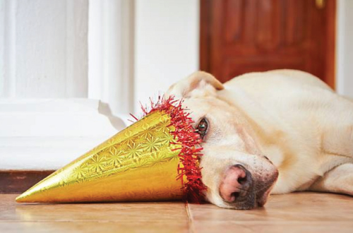 dog lying on floor with party hat on