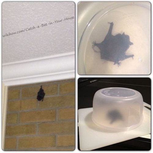 How to Catch a Bat in Your House