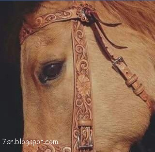 صور حصان , صور خيول عربية أصيلة , صور خيل