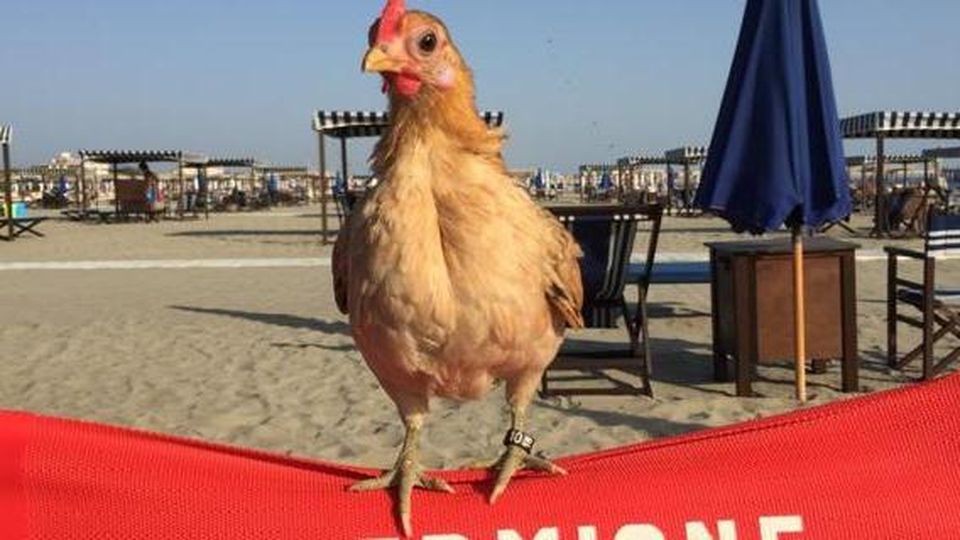 Progetto UNA GALLINA PER AMICA. A cura del Coordinamento LAM