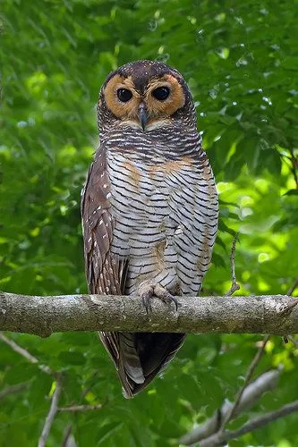 Faktor Penentu Harga Burung Hantu