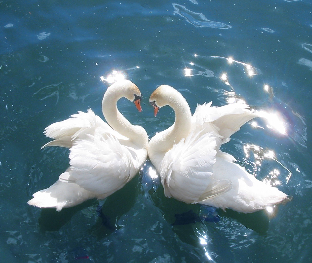 Swan A Symbol Of Love And Fidelity Strang Facts About Swan