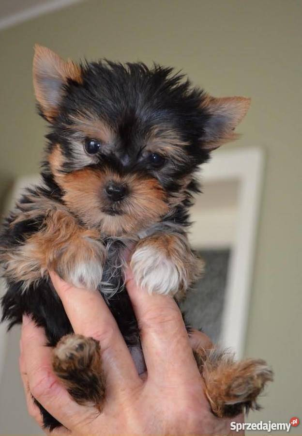 Persiankittensforadoption Yorkshire Terrier Yorkie Puppies For