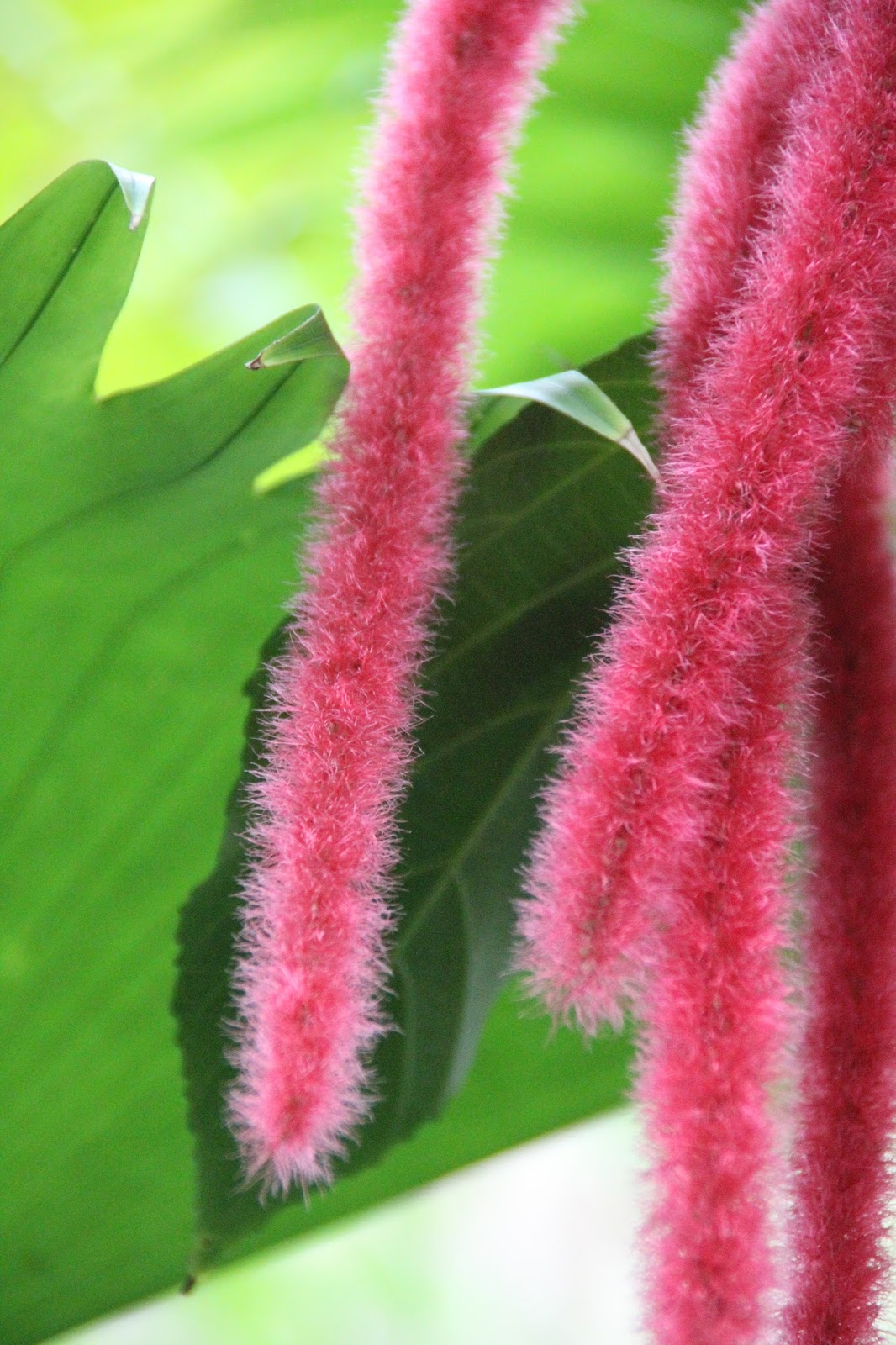 SAGANews Chenille Plant