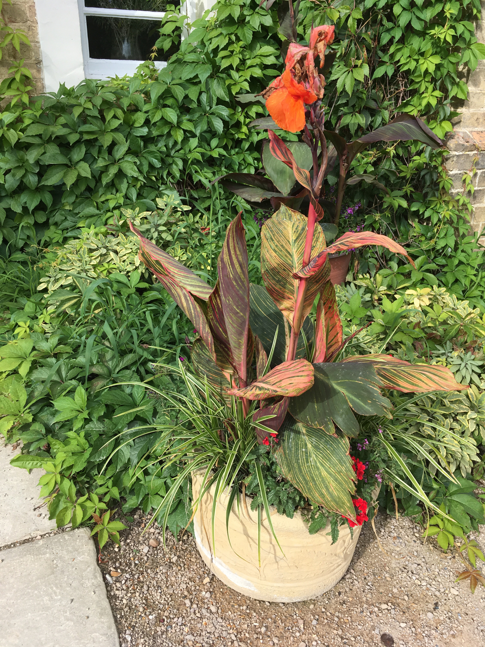 Bonney Lassie The State Of My Garden After The Freeze