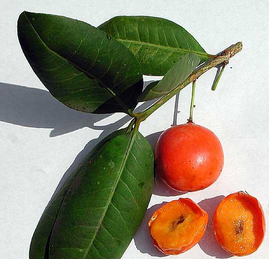 Finca Niguaria: El imbe (Garcinia livingstonei)
