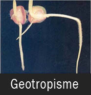 Gerak GEotropisme Gerak GEotropisme
