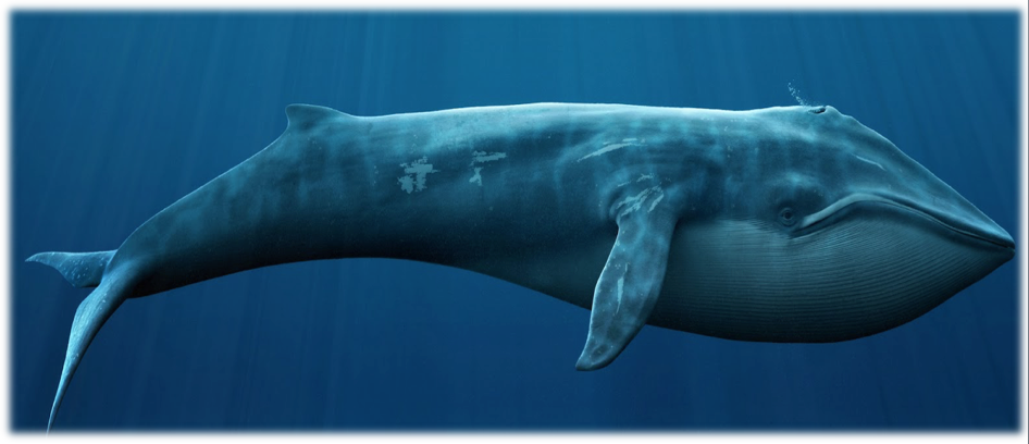 Blue Whale Cabo San Lucas