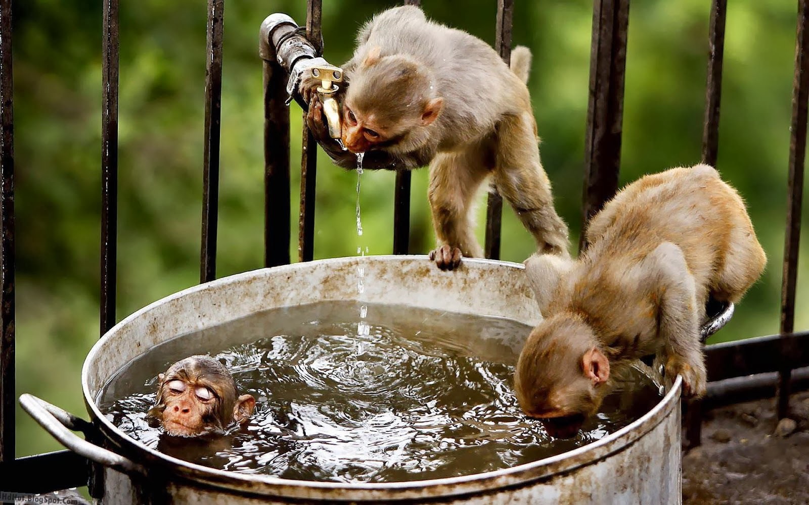top 16 most cute and beautiful monkey wallpapers in hd ( new ) top 16 most cute and beautiful monkey wallpapers in hd ( new )