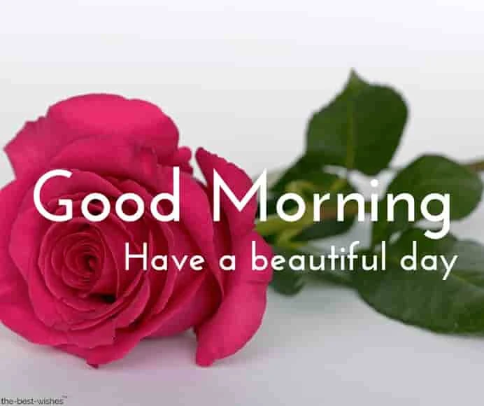 morning pics with pink rose have a beautiful day