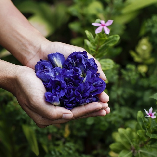 Clitoria ternatea Butterfly Pea Blue Flower Tea 100 Organic Dried
