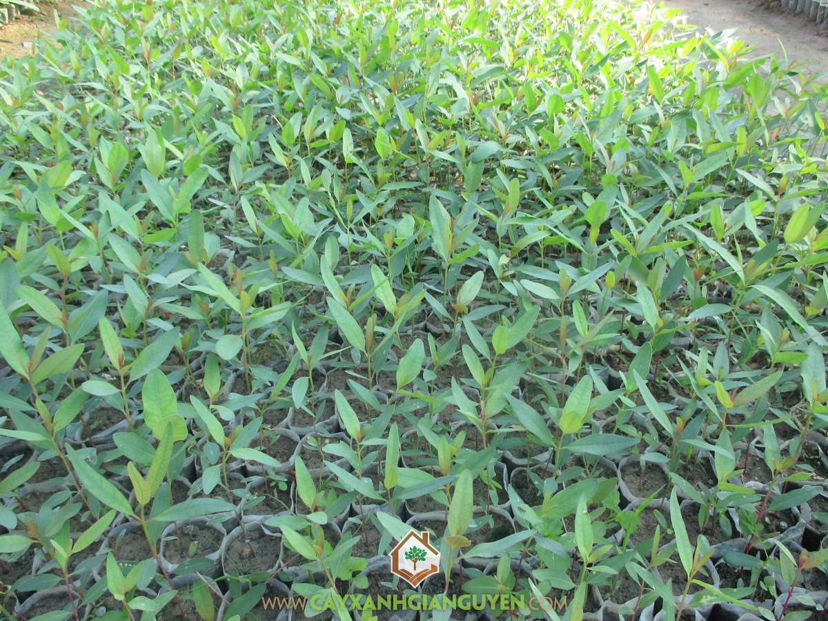 Cây Bạch Đàn: Hình Ảnh