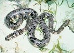 Die Giftigste Schlange Der Welt Taipan - Die giftigsten Schlangen der Welt: Diamantklapperschlange ... - Die giftigsten schlangen der welt welt der wunder tv :