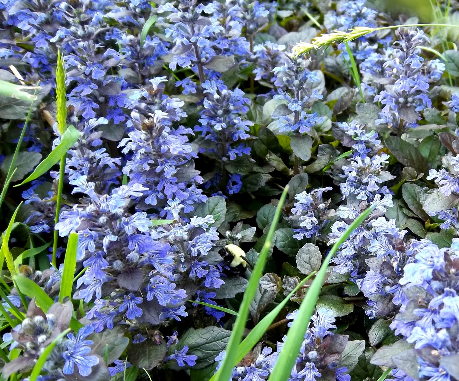 Transplanting Ajuga for Ground Cover A Wet Yard