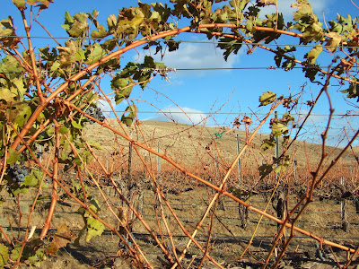 Reading the Washington Landscape: Red Mountain AVA Vineyard Expansion