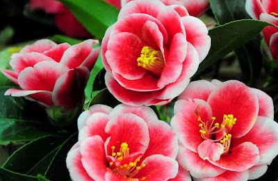 Bunga-Bunga Yang Cantik Dan Indah - AlamBlogr