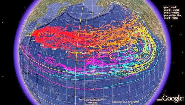 Ramblings by Alexis: West Coast Strange Animal Deaths As Fukushima